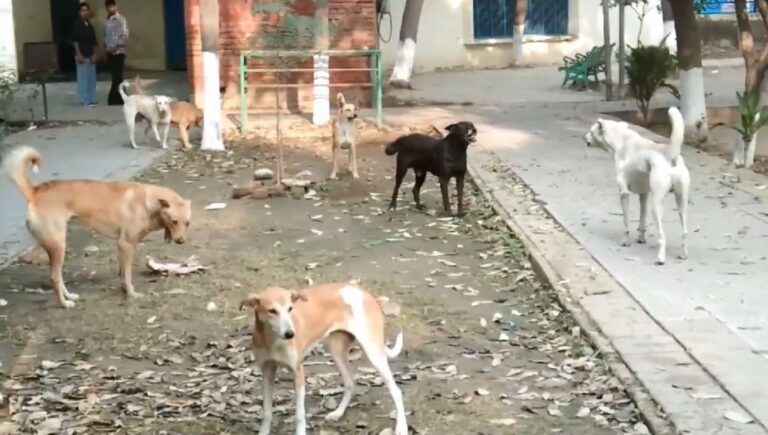ਬਰਨਾਲਾ ’ਚ ਅਵਾਰਾ ਕੁੱਤਿਆਂ ਦੀ ਭਰਮਾਰ ਤੋਂ ਲੋਕ ਪ੍ਰੇਸ਼ਾਨ/ ਰੋਜ਼ਾਨਾ ਸਾਹਮਣੇ ਆ ਰਹੇ 10 ਤੋਂ 12 ਕੁੱਤੇ ਦੇ ਕੱਟਣ ਦੇ ਮਾਮਲੇ/ ਪ੍ਰਸ਼ਾਸਨ ਨੇ ਮੀਚੀਆ ਅੱਖਾਂ, ਲੋਕਾਂ ਅੰਦਰ ਗੁੱਸੇ ਦੀ ਲਹਿਰ